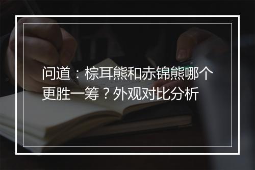 问道：棕耳熊和赤锦熊哪个更胜一筹？外观对比分析