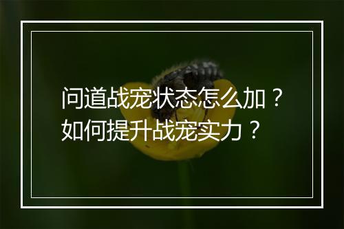 问道战宠状态怎么加?如何提升战宠实力?